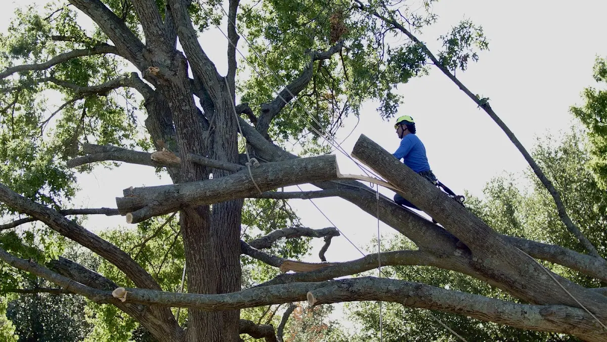 Professional Hazardous Tree Removal performed by certified arborists in Oakfield